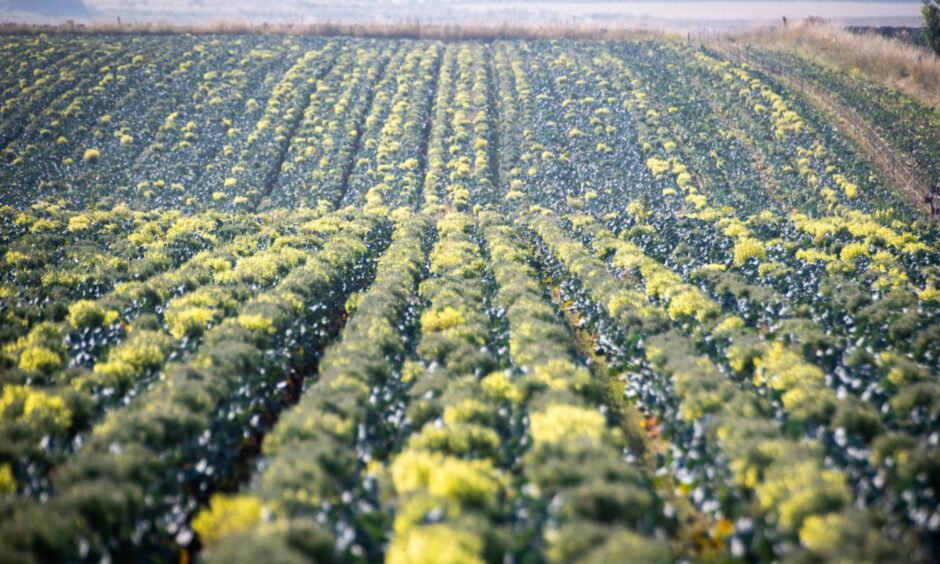 Fields of top-quality vegetables are going to waste as a result of a shortage of labour.