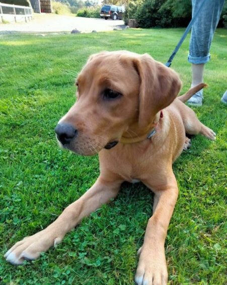 Lexi the dog, lying on grass with a lead attached.