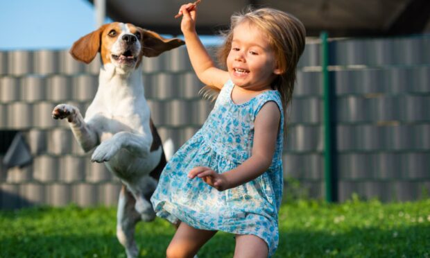 Beagle with a young child - the breed is considered one of the best dogs for families by the American Kennel Club