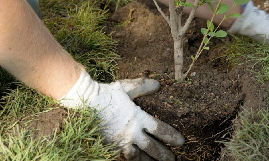 BBC's The Green Planet highlights the importance of trees