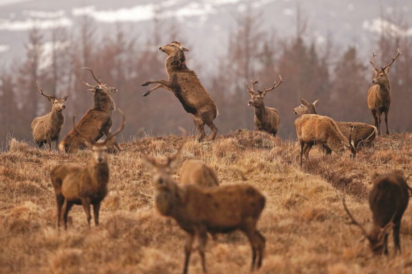 These stags are "boxing" in early spring in the Highlands.