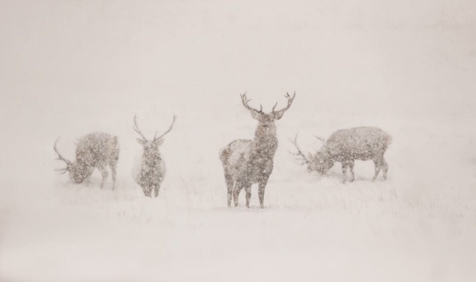 Red deer are rugged creatures even in a blizzard.