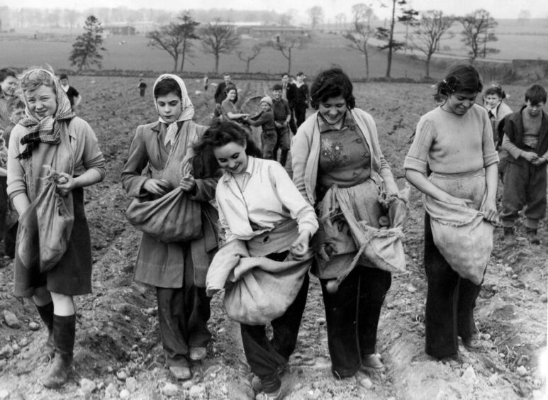 Young women walking through a field near Dundee picking potatoes in 1949.