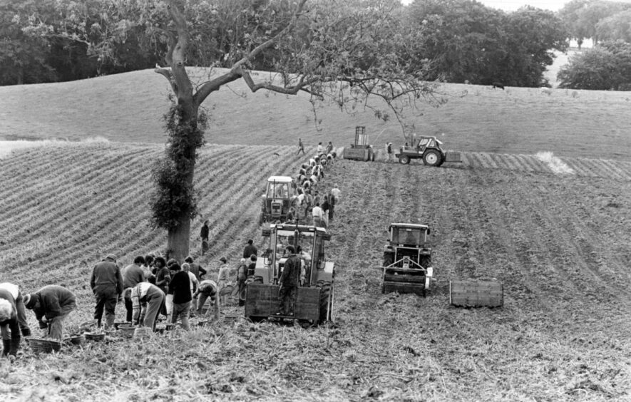 A large group of people out in the fields picking potatoes in Tayport in 1986.