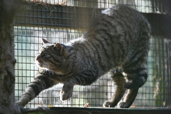 A wildcat in the Highland Wildlife Park