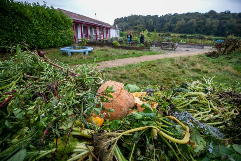 Pumpkins have been smashed up