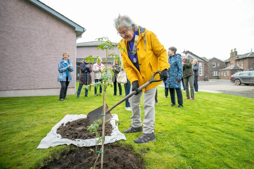 Montrose Inner Wheel president Mary Faulkner plants the QGC rowan