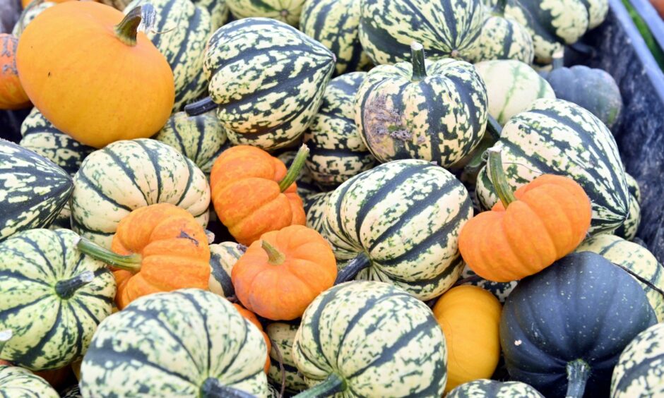 Some of the pumpkins visitors can pick on the Udny patch.