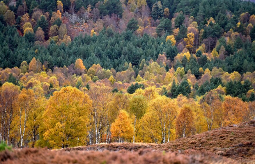 The colourful autumn forests around Loch Kinord at Muir of Dinet