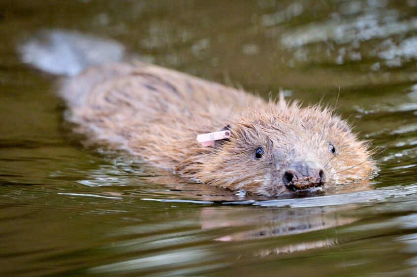 Tayside beavers