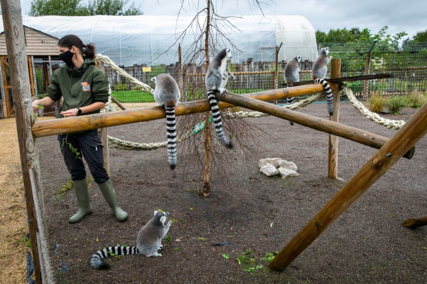 fife zoo lemur enclosure