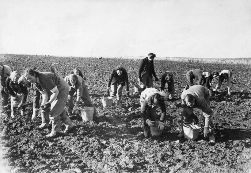 Tattie picking somewhere in the North-east of Scotland in October 1952.