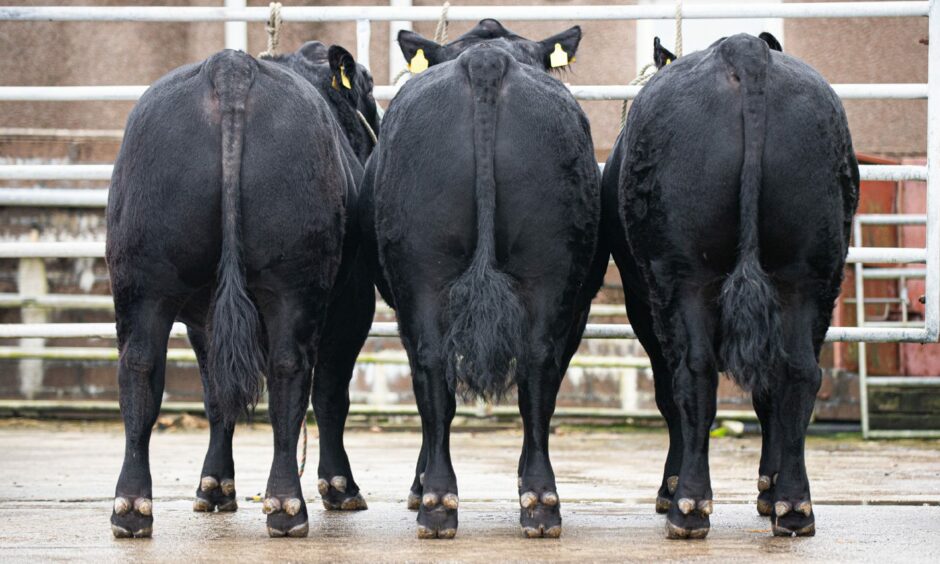 The three Aberdeen-Angus bulls that are destined for Stirling.