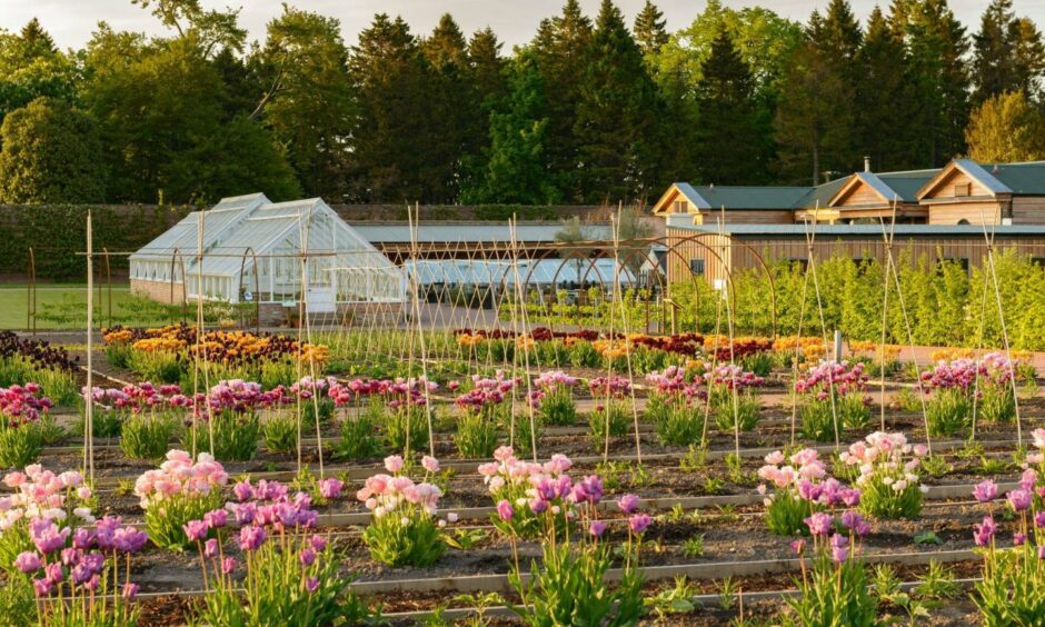 Rows of flower beds and vegetables at Gordon Castle. 