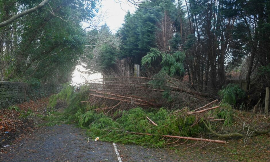 Fallen trees blocking Scotstown Road in Aberdeen after Storm Arwen.