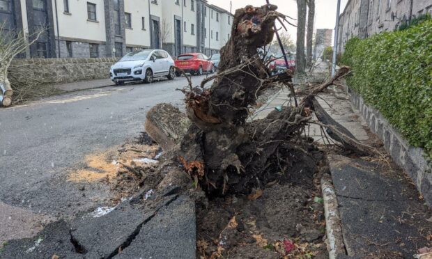 Damaged tree from Storm Arwen at Cattofield Place in Aberdeen