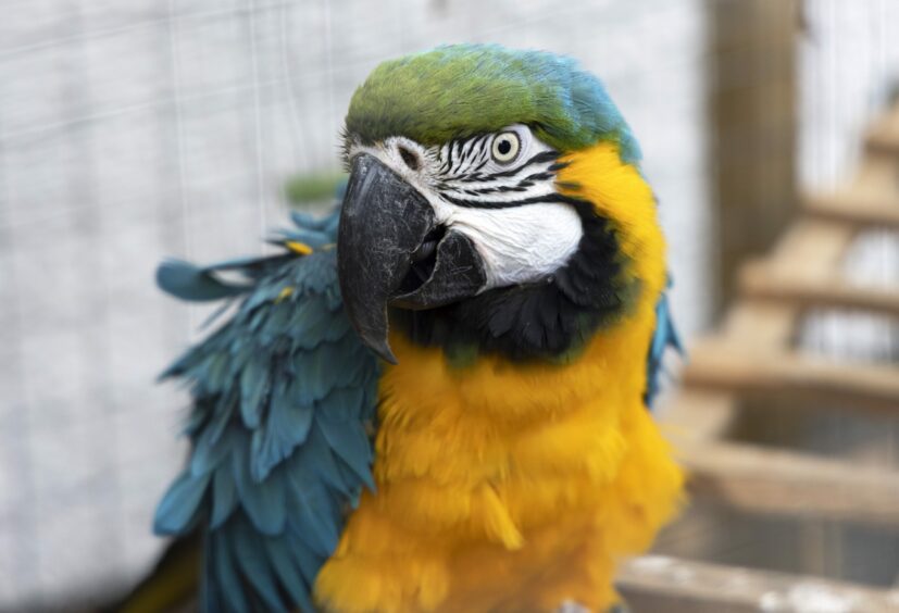 Amazonian Parrot Charlie