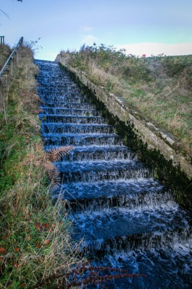 Fife wildlife