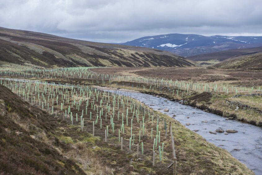 Tree planting along the upper reaches of the River Gairn.