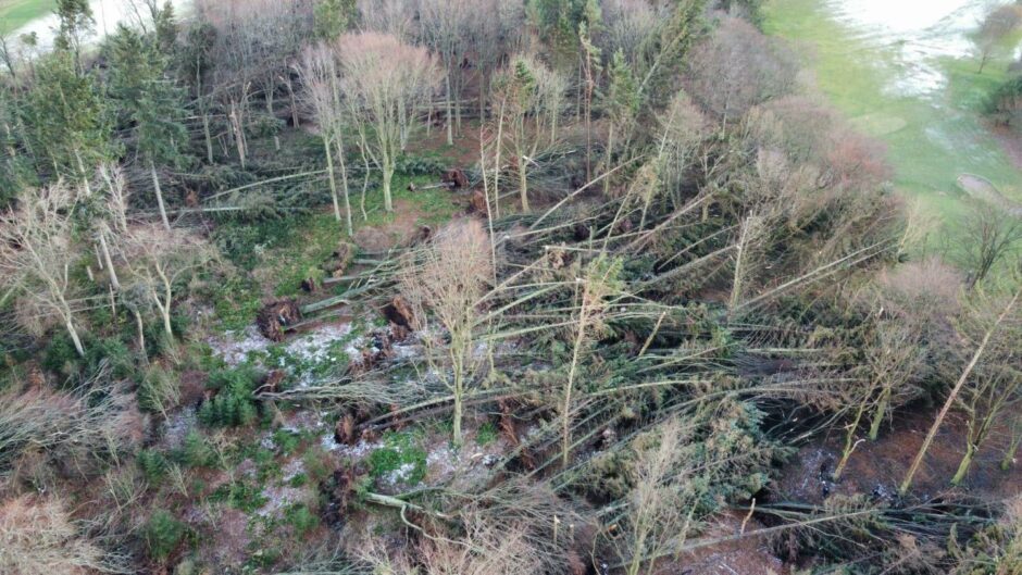 Fallen trees at McDonald Woods in Ellon. 