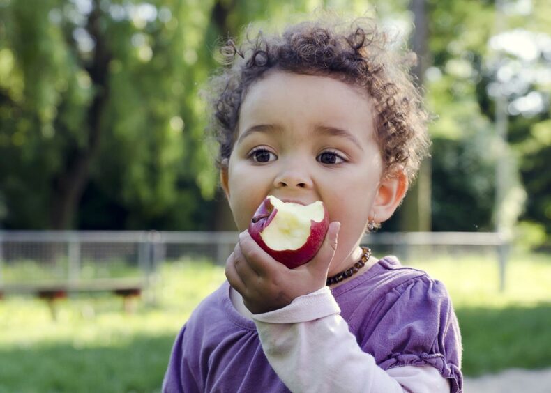 A child at nursery age in Scotland eating an apple