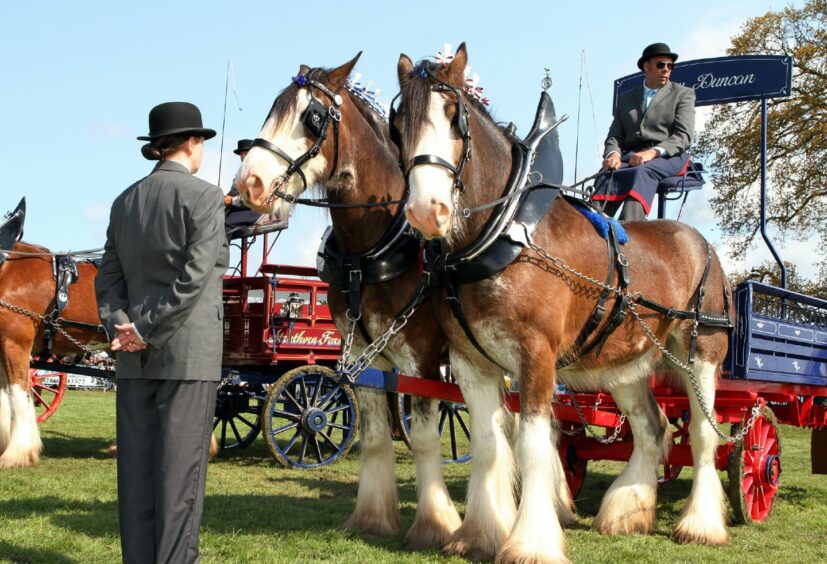 Clydesdales Davie and Star at the heavy horse turnout at Fife show.