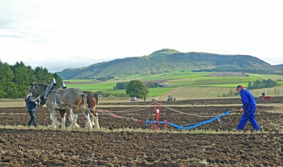 Two horses pull a plough while a man guides it behind them.