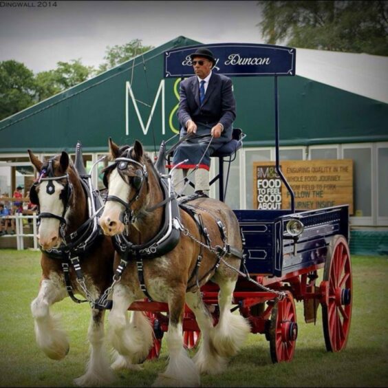 Two Clydesdales pilling a carriage and in perfect step at the Royal Highland Show.
