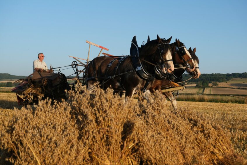 Benny Duncan on the binder pulled by his top team of Clydesdales.