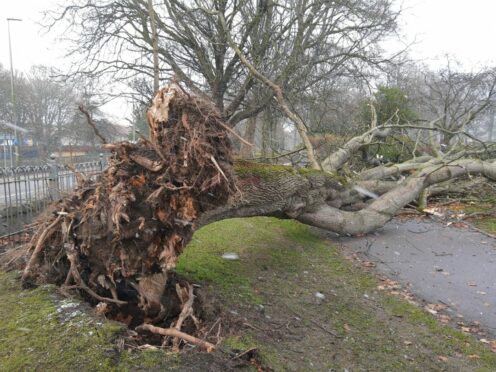 A felled tree, some of the damage caused by Storm Arwen.
