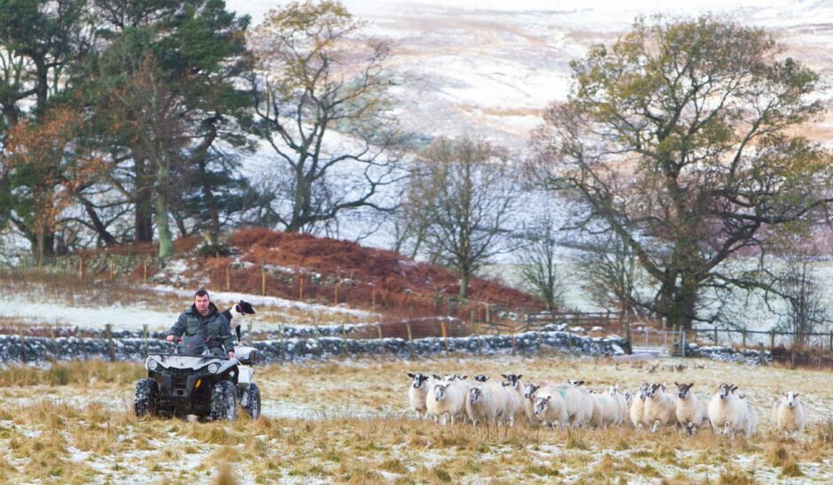 Kevin Cuthbertson and his dog Linn with some of his sheep on the new farm.