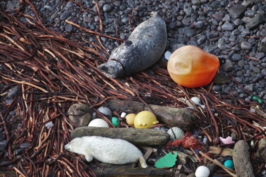 seal with plastic stuck around its neck