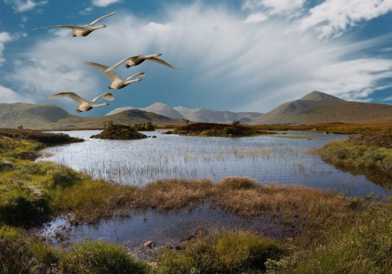 Swans flying low over Rannoch Moor