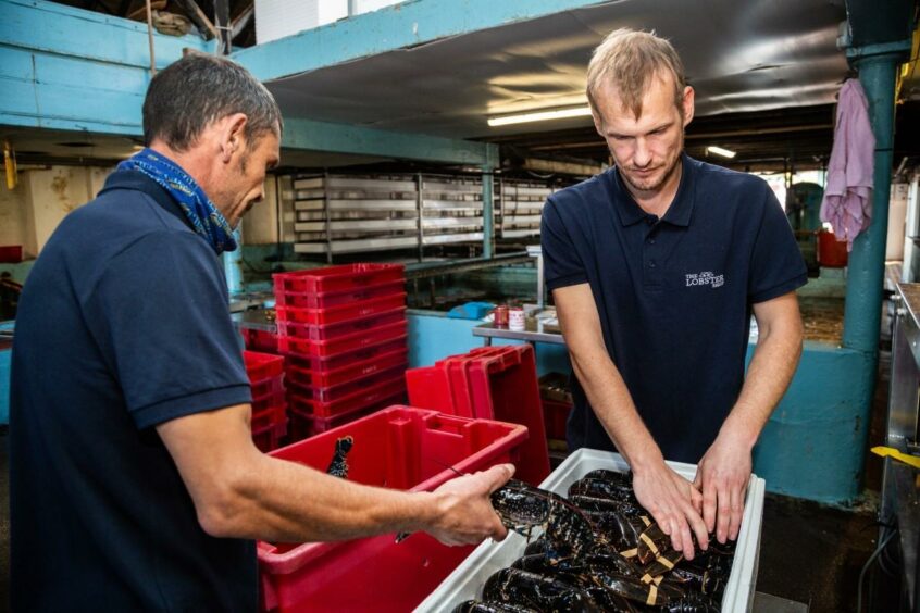 The Lobster Shop team prepping the freshly landed lobster.