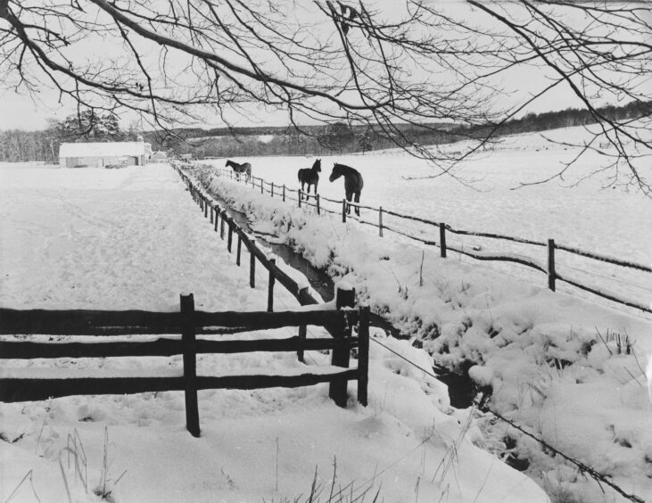 Horses in a field beside the Inverurie-Blairdaff road appear almost in silhouette form against a dazzling white carpet of snow. Picture: DCT Media.