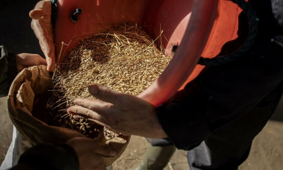 Grains are threshed after being harvested.
