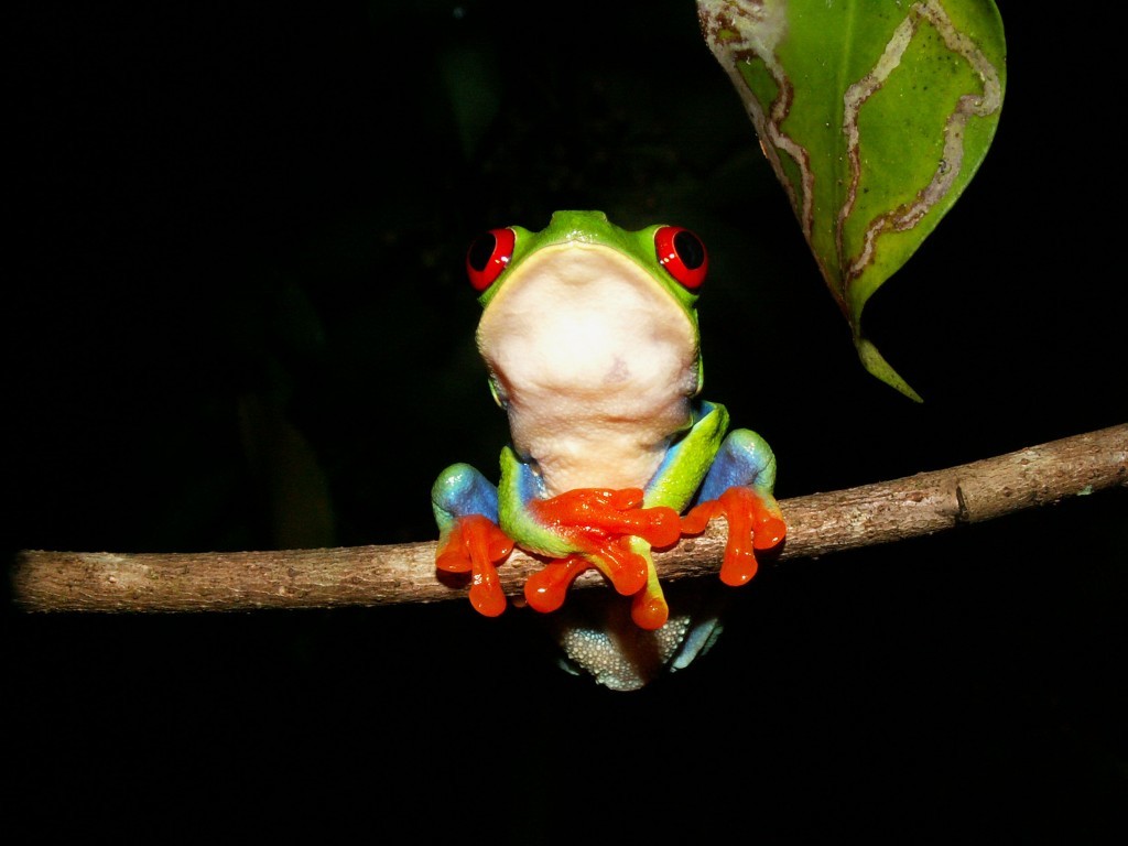 Photo of a red eye tree frog. PA Photo/Jonathan Sequeira.