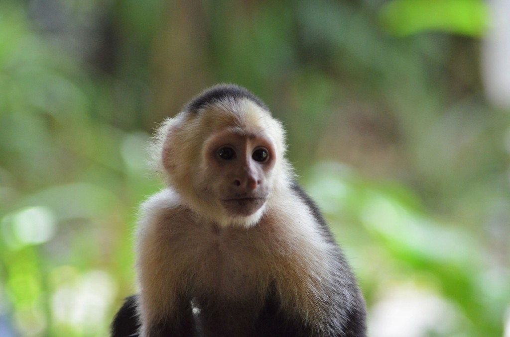 Photo of a white-face monkey evergreen.