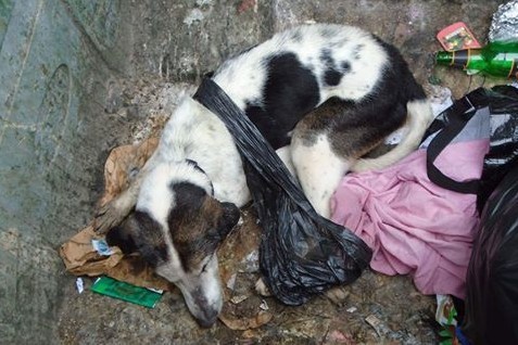 The dog was found in a bin in Dundonald Street. The sisters deny being responsible.