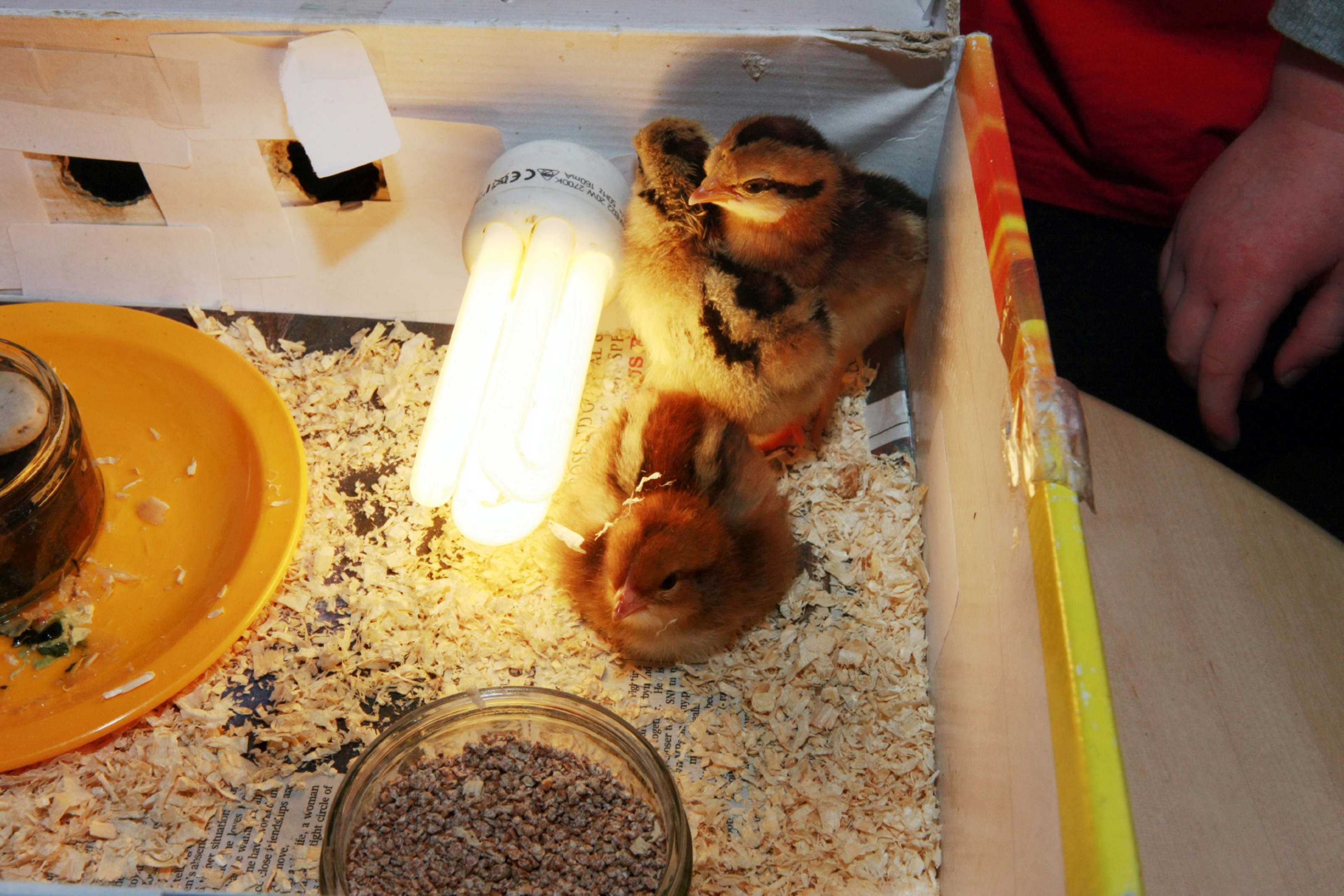 Chicks in an incubator as not seen at The Overgate.