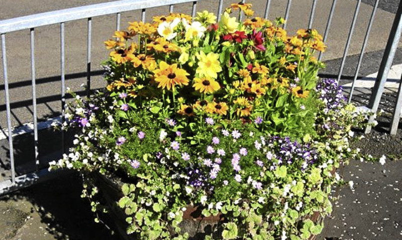 A tub of flowers on display in Falkland.