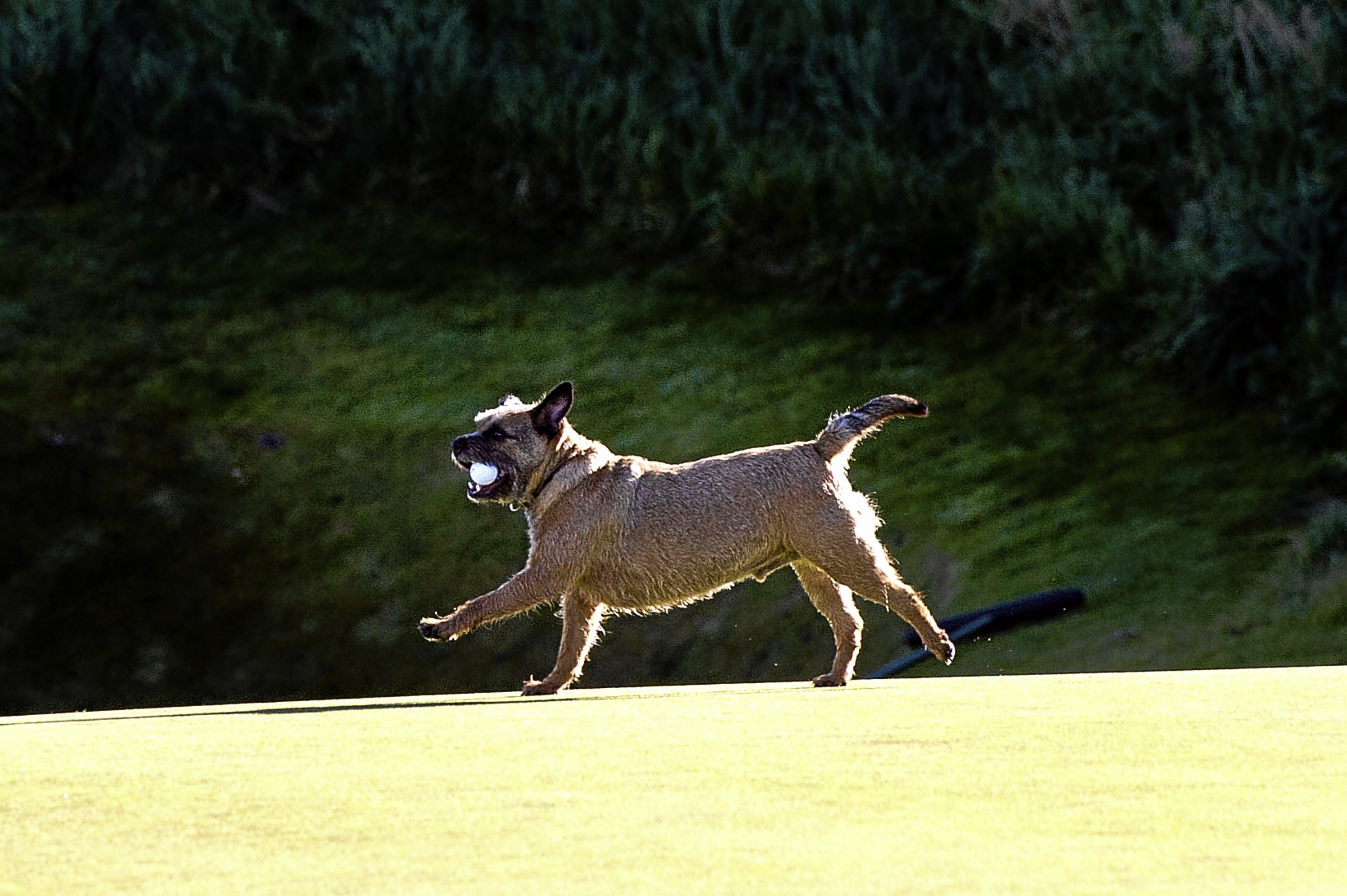 Golfer's won't be able to take their pets on the course under new rules.