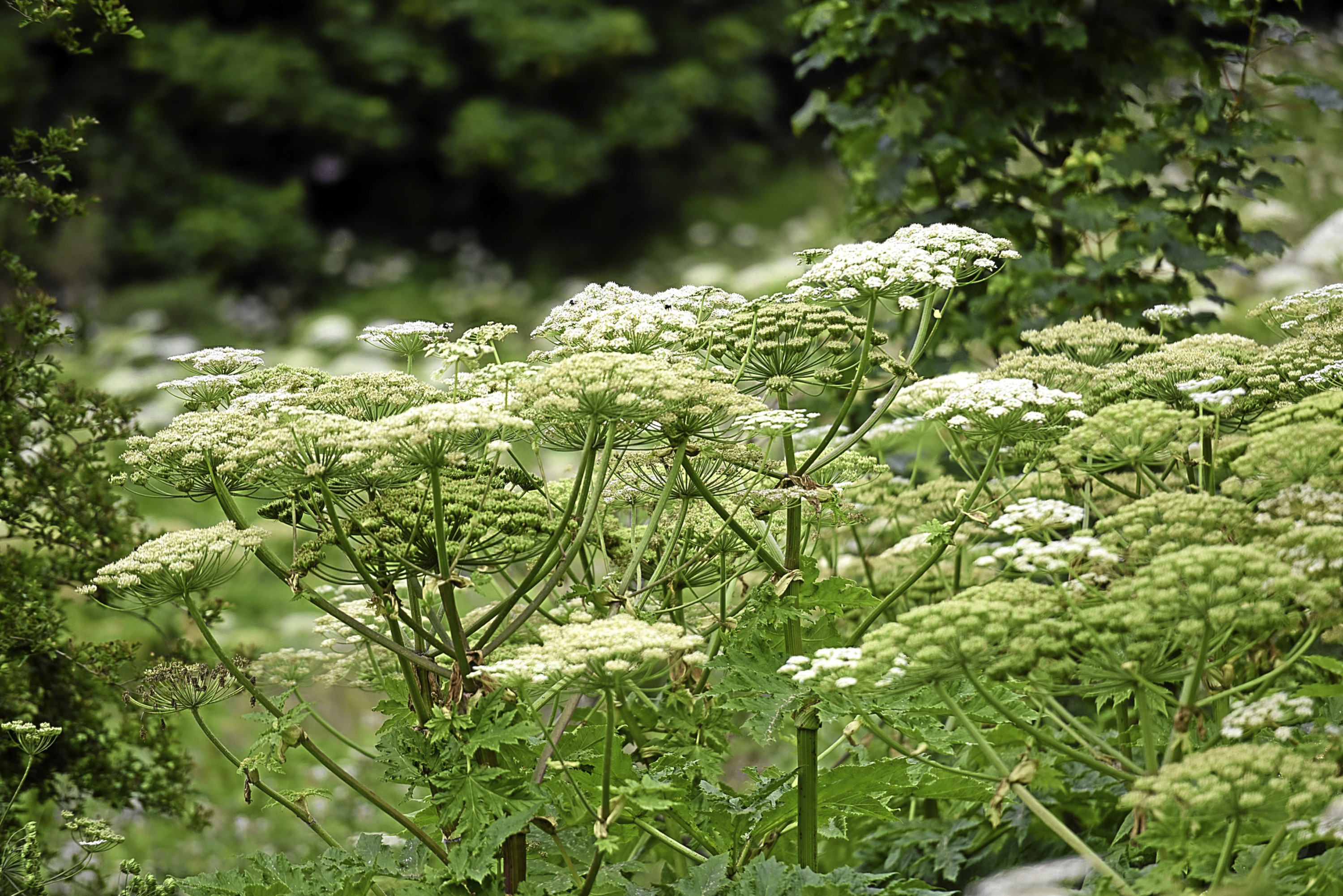 Giant Hogweed growing across Tayside