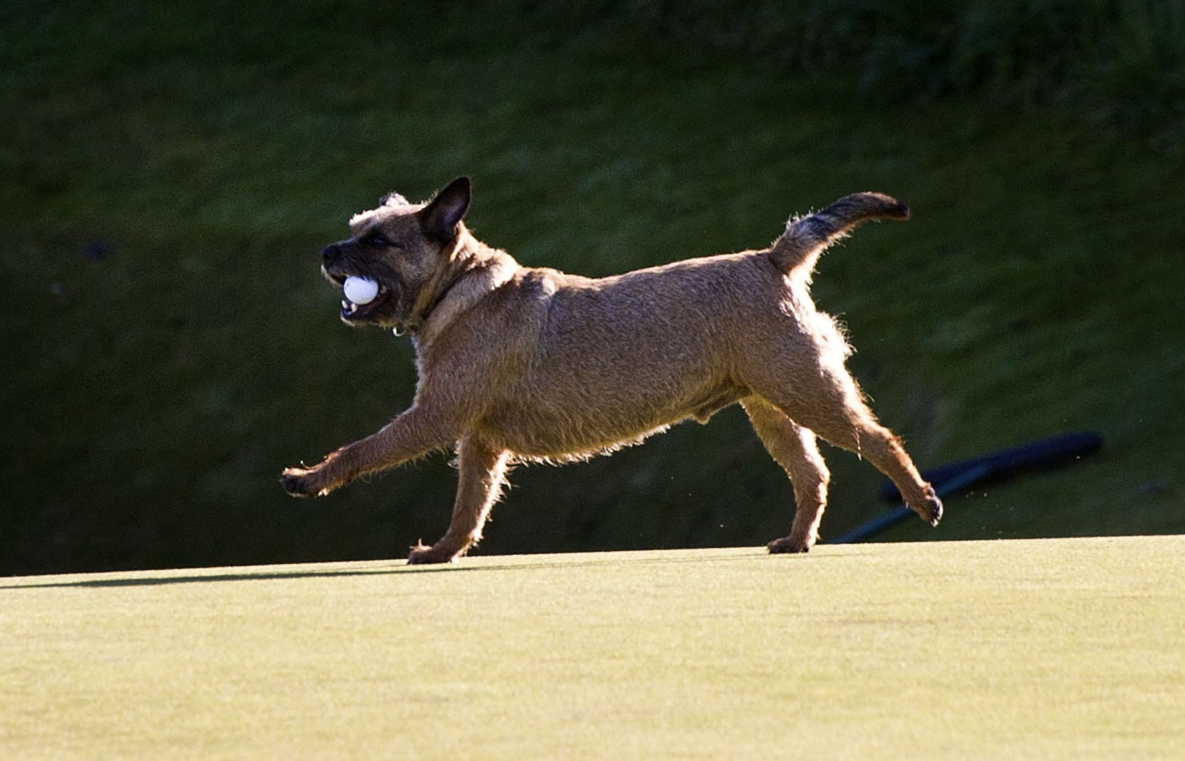 Those who attempt to mix golf and dogs on council-owned courses in Dundee are facing a new ban.