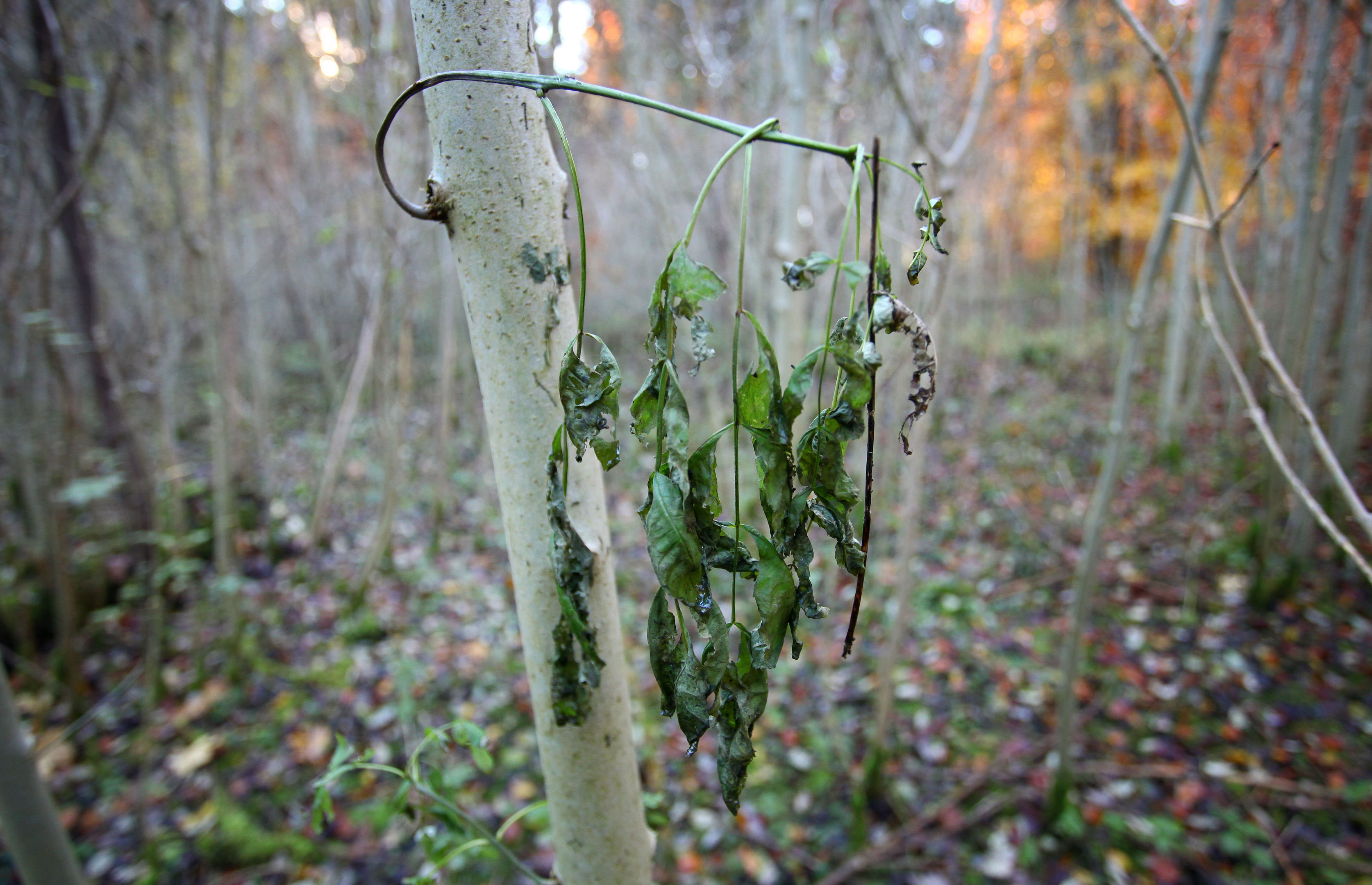 A common ash tree with wilting leaves shows the symptoms of ash dieback.