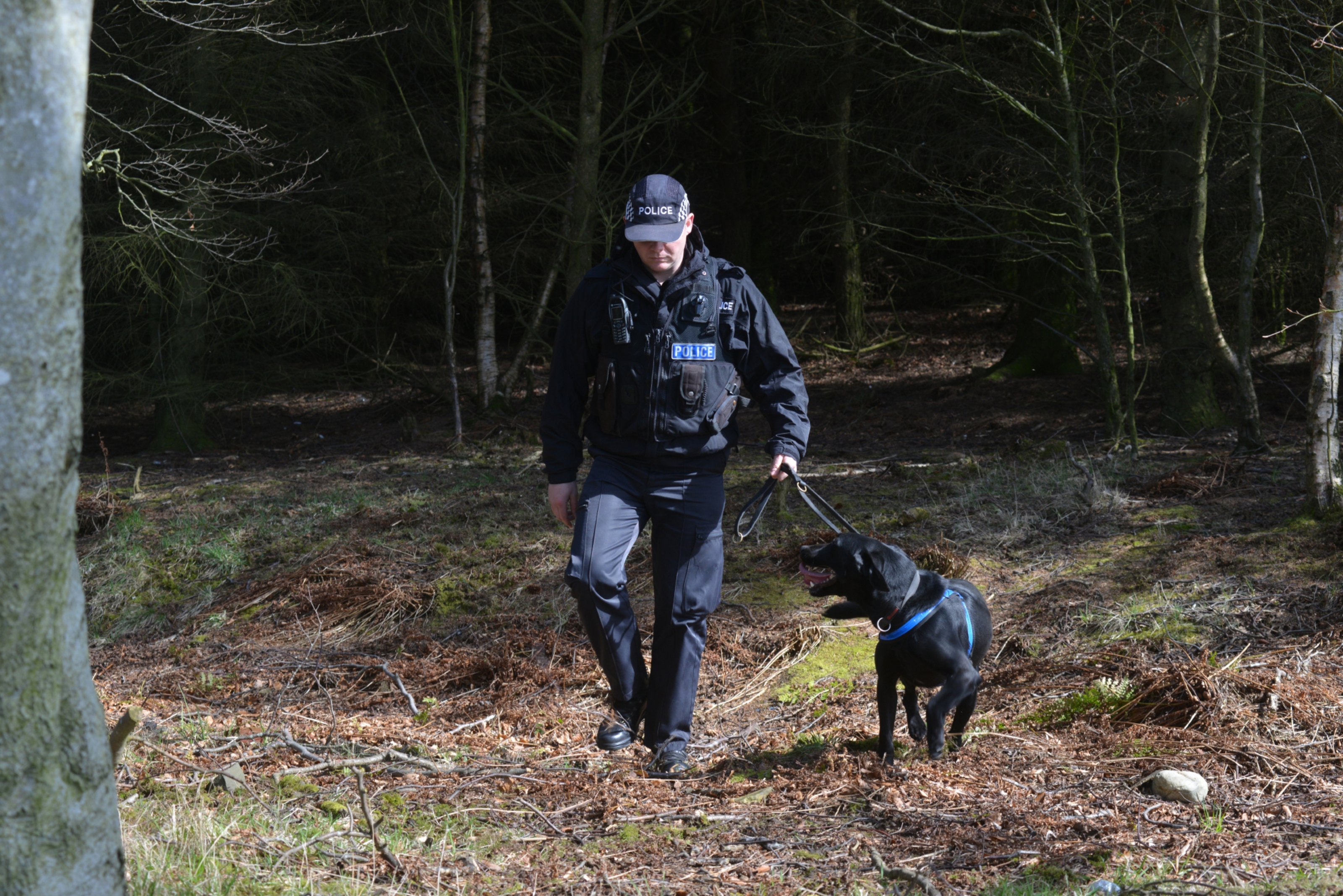 A specially trained police dog searches the woods with his handler.