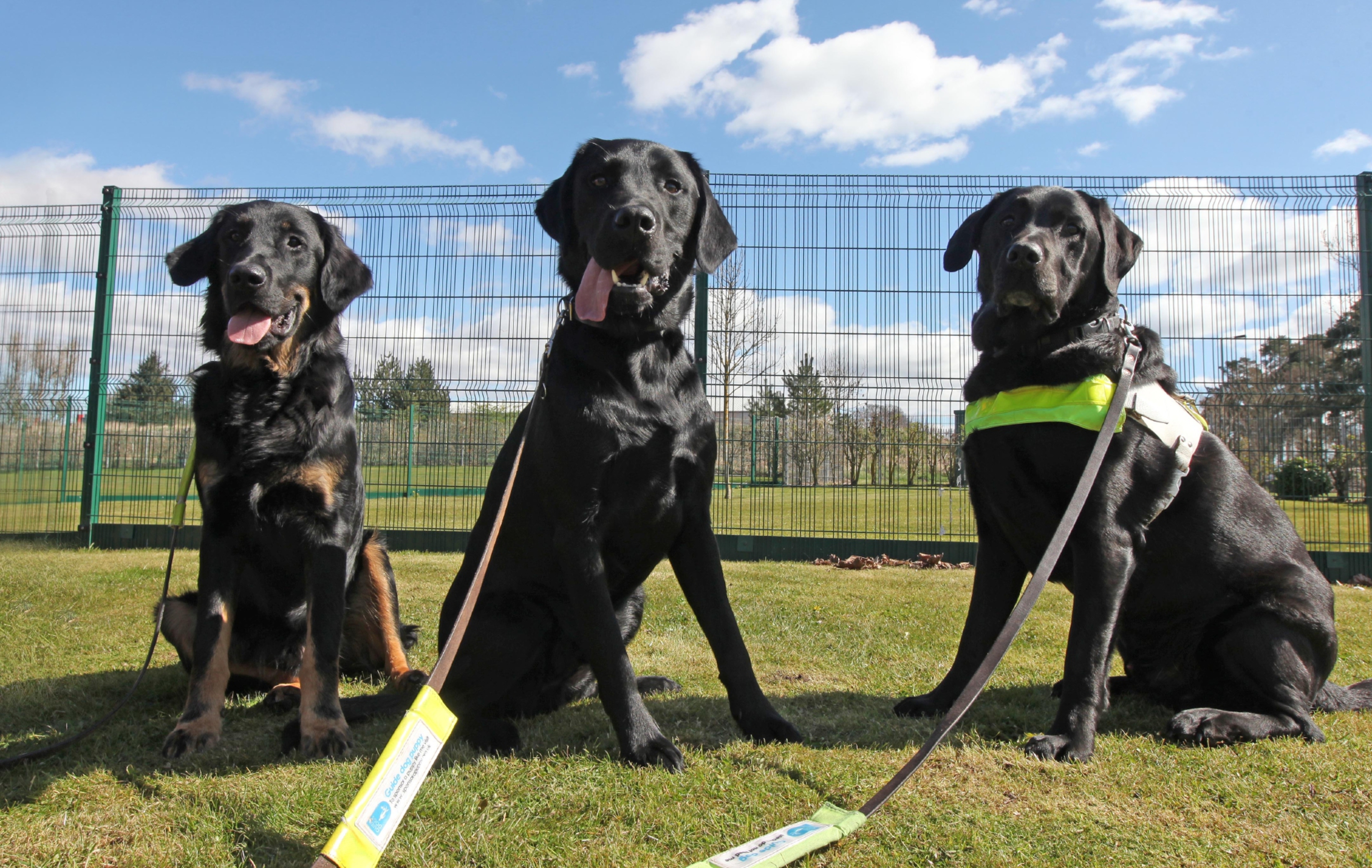 Guide dogs at the Forfar training centre.