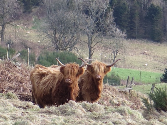 Highland cattle have traditionally been sold in Oban