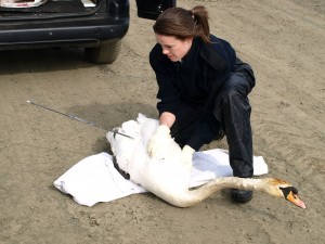 Inspector Sarah Gregory with the swan after it was shot in the wing