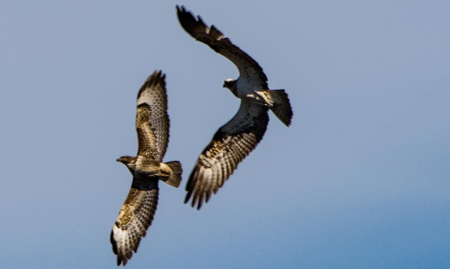 A female osprey chasing off a buzzard